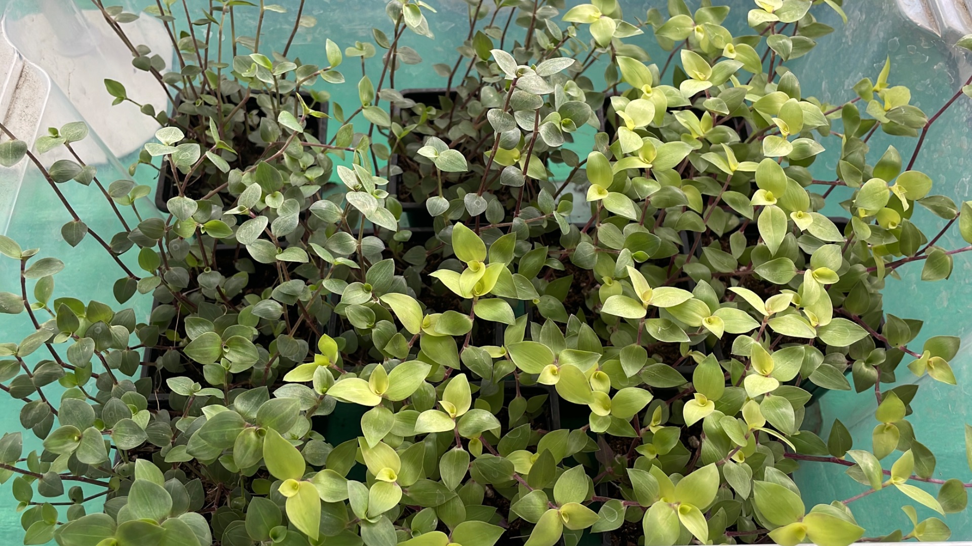 Обо всём помаленьку. Какими препаратами я пользуюсь. Частичный обзор рассады.