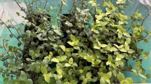 Обо всём помаленьку. Какими препаратами я пользуюсь. Частичный обзор рассады.