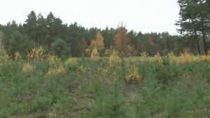 ОХОТА НА ЗАЙЦА, УТКУ, КУРОПАТКУ