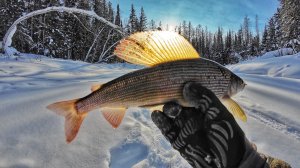 Золото Сибирских рек! Зимняя рыбалка на ХАРИУСА, сезон 2026.