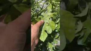 Арбузы,дыни 10.07.24г Лен.обл Ломоносовский район. Прошло 53 дней как посадил арбузы.