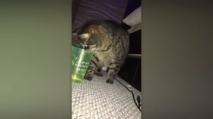 КОГДА ЖИВОТНЫЕ ИСПУГАЛИСЬ БЕЗ ПРИЧИНЫ