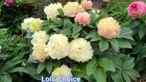 Ева 🌸🌺🌿сад 🌿🌹