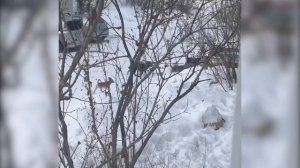 Чипированы — не значит безопасны