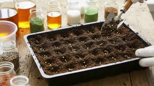 Эти ошибки при посеве томатов на рассаду допускают даже опытные садоводы это портит весь результат.