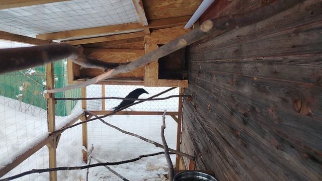 Ворон Гриша 5 марта, с праздником