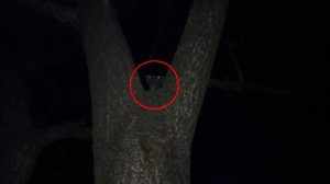 Страшные животные ночью за деревьями в лесу | Зверь жуткий