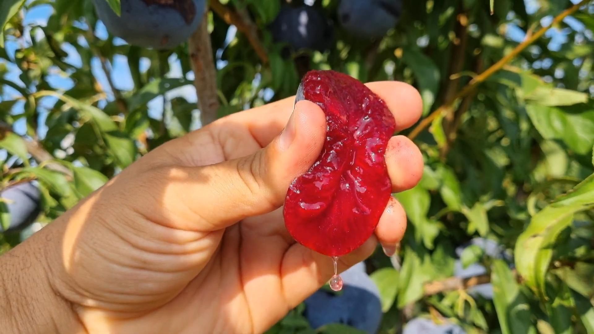 Диплоидная слива Блек Сплендор. Сверхранняя. Морозостойкая. Крупная Ростов-на-Дону