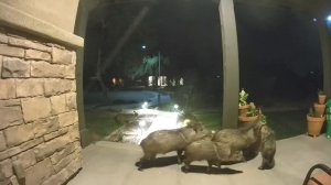 ДИКИЕ ЖИВОТНЫЕ, КОТОРЫЕ ЗАБЫЛИ, ЧТО ОНИ ДИКИЕ 😂