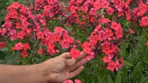 6 соток 1 августа 2021 год. Хроника