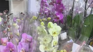 Новое поступление качественных орхидей в супермаркеты. Позорные тоже имеются.