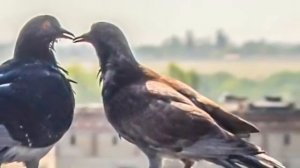 Пришла весна Ирина Королева сл.Людмила Лобачева муз. Александр Данилов Ав НРудакова