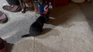 ❤️Влог за два дня/ Работа в теплице/ И меня понесло, полезные закупки