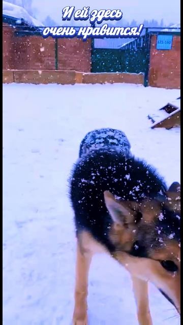 "Весенняя Пчёлка" ❥ Приют в Малинках #приютдляживотных