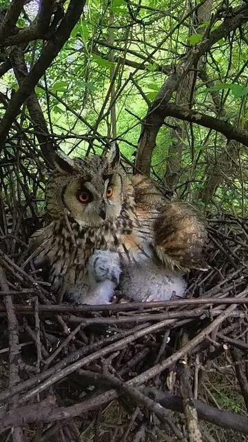 Зевающий совенок