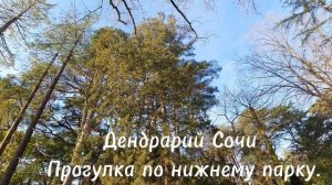 Дендрарий.  Сочи. Прогулка по нижнему парку.