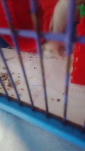 мои домашние хомечьки