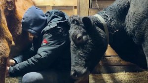 Неожиданный ночной гость. Куда она пропала? Живем и строим дом в деревне.