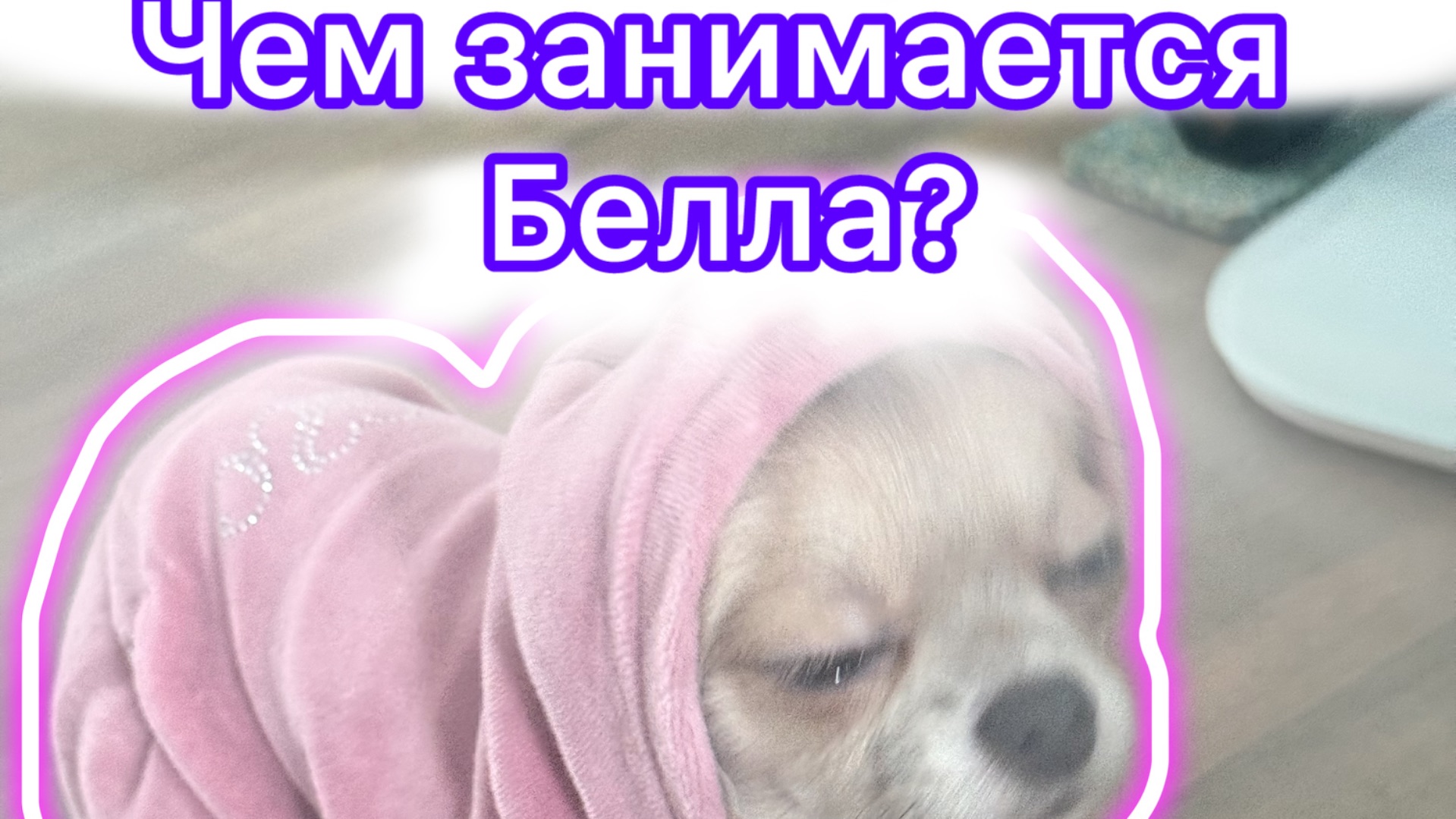 ЛУЧШЕЕ С МАЛЫШКОЙ БЕЛЛА,СМЕШНОЕ ВИДЕО,ВИДЕО ПРО ЧИХУАХУА,СОБАЧКИ,НАСТРОЕНИЕ,РАЗВЛЕЧЕНИЕ🤗😄🐕😘👇🦴