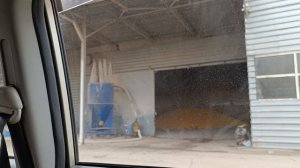 Зерно и голуби