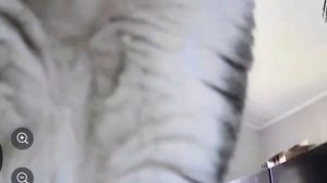 100 НЕВЕРОЯТНЫХ МОМЕНТОВ, СНЯТЫХ НА КАМЕРЫ НАБЛЮДЕНИЯ