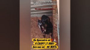 ПОМОГИТЕ голубоглазке
уехать из отлова Уфы💔
Срок её содержания
ЗАКОНЧЕН❌
Она совсем молода…