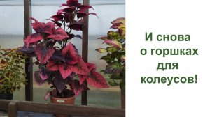 Кашпо для колеусов на лето. Какому сорту какой подобрать объём горшка?