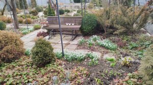 Обрезка очень колючей розы Гертруда Джекилл, пробую новые перчатки для роз 05.03.2026 г. Пятигорск.