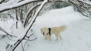 20 Зимний лес