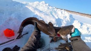 Рыбалка у чёрной дыры. Ловля налима. Пятьдесят первая серия.