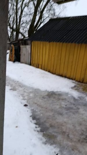 Деревенские будни. Аперитив для курочек 🐔🐓 Рыжий кот Фокс 🐱 хозяюшка Лапа