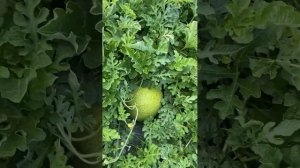 17.08.25г Лен.обл Ломоносовский район. Много арбуза на выброс. Скоро буду обрабатывать серой