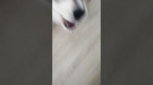 VID_20260212_154654.mp4