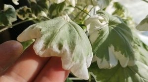 А весна всё-таки пришла