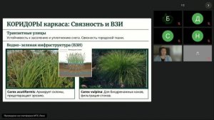 Осоки как функциональная матрица зеленого каркаса