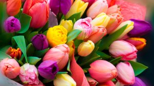 Как выращивают тюльпаны на Северном Кавказе? Цветоводы собрали всю палитру сортов к 8 Марта