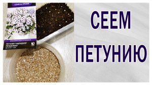 Сеем петунию. Не дражированные семена и дражированные. Как распределить равномерно.