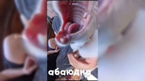 КОТИКИ #котики #видео#детям #абаюдна #топ