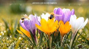 SveLMusiC - Девчонка у нас на селе подросла