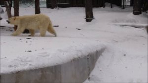 Белка и Стрелка сегодня гуляют отдельно друг от друга 05.03.2026