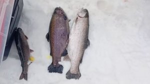 Утро на Спорт-зоне. Клёвое место Лосиный остров.