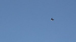 Cерпастые голуби 01.03.26г.