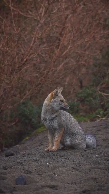 Серая или древесная лисица