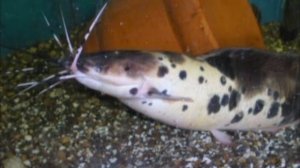 Научный центр по генетике и селекции рыб «НЦ Селекцентр»