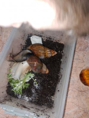 готовлю на трансляции 👻👻👻