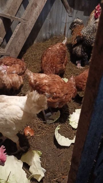 Жизнь в деревне Курочки любят капустку