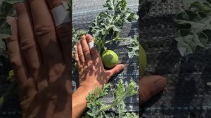 15.07.25г Арбузы,дыни пошли в рост.Оранж Кинг,сармат,скиф,эль уафи,тамагочи,Хани бу бу,Мирон,топ Ган