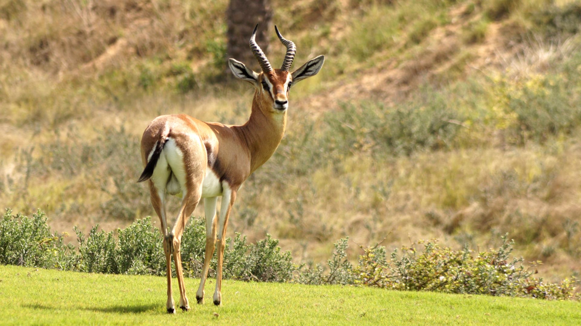 Страна семи эмиратов. Фото охота в Абу Дабе. Часть 3