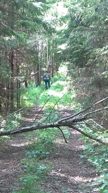 Тишина лесной тропы #shorts #тишина #леснаятропа  #находкисметаллоискателем #metaldetecting