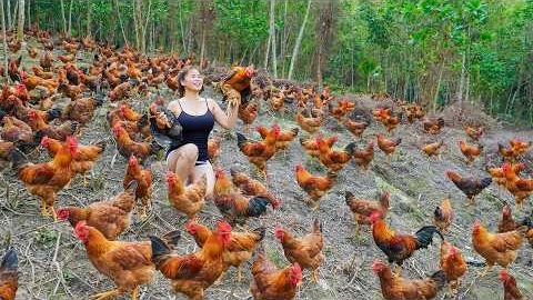 Купила много цыплят на ферме Ли Фук Ви. Везу на рынок на продажу.